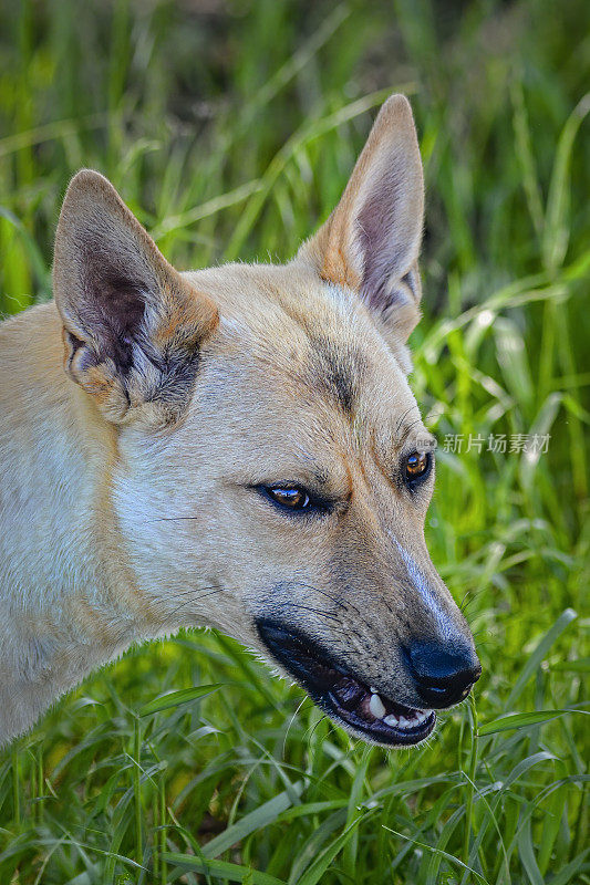 幼年澳洲野狗(Canis lupus Dingo)